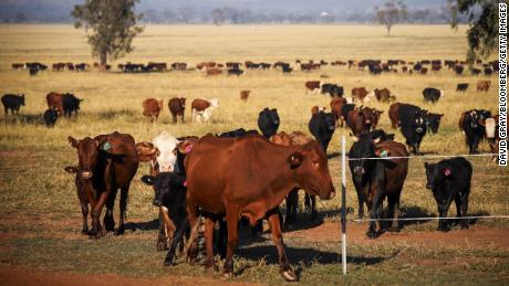 Die Methanemissionen der Welt sind auf einem Rekordhoch, und rülpsende Kühe treiben den Anstieg voran