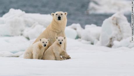 Most polar bears could struggle to survive in the Arctic by 2100, 研究发现