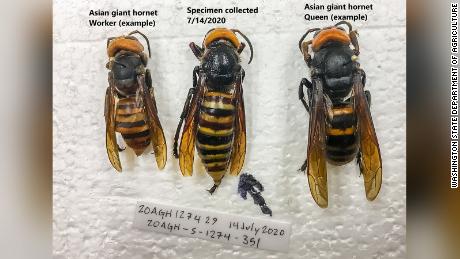 First 'murder hornet' found in Washington state trap