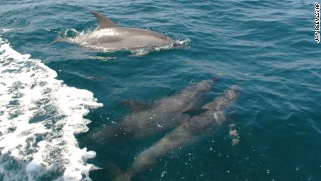 Toxic chemicals from burning fossil fuels poison dolphins and whales on East Coast