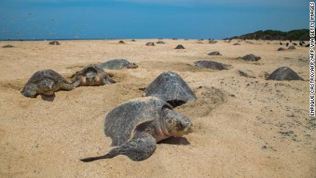 Olivgrüne Ridley-Schildkröten kommen an Land, um ihre Eier zu legen, und begraben sie in tiefen Kammern im Sand.