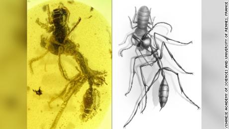Prehistoric &#39;hell ants&#39; hunted their prey with unusual headgear