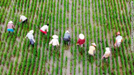 Farm workers pull weeds from the rice fields in Taizhou, Jiangsu Province, China, on July 8.
