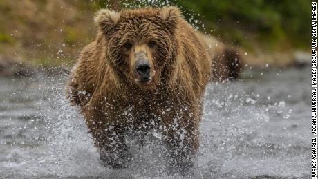 Here&#39;s what to do in the event of a bear attack