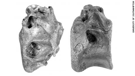 Image of two of the bones. For further images, please contact the University of Southampton.