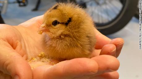 How my family discovered that chickens have chickenality 