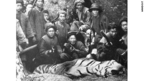 A tiger that was hunted in Fujian, China, in 1921. The photograph was taken by William Lord Smith, a British hunter who organized the hunt and shot the tiger.