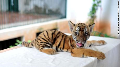  A South China tiger cub at Guangzhou Zoo on June 22, 2017, in China. Guangzhou Zoo breeds the species.  