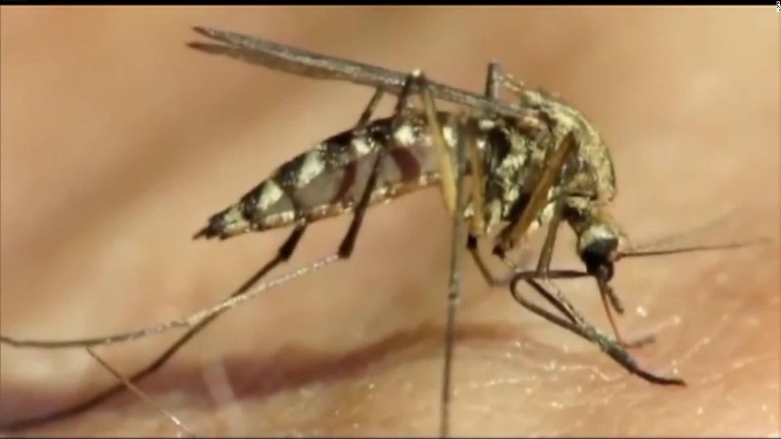 Experimento Con Mosquitos Modificados Reduce Casos De Dengue En