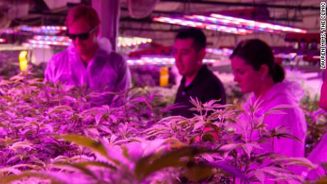 Chris Baca (The Clinic, center) explains to Charlie Berger (Denver Beer) and Kaitlin Urso (Colorado Department of Public Health and Environment) how the vegetative state of growing cannabis works inside The Clinic&#39;s grow operation.