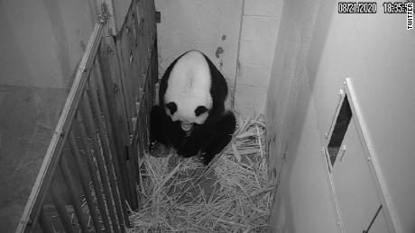 Giant panda gives birth at the National Zoo
