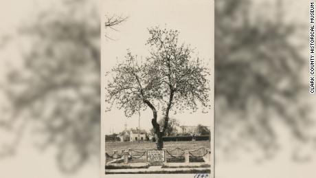 The Old Apple Tree in a picture from 1940.