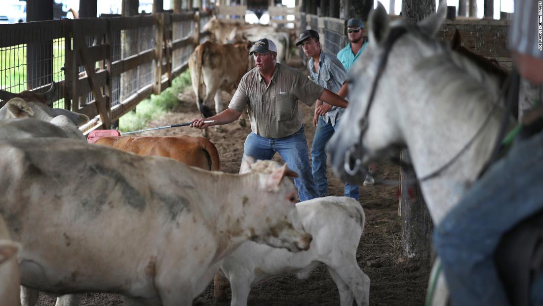 Roman Tatriot, with the help of family and friends, rounds up cattle in Cameron, Luisiana, so he can get them to higher ground.