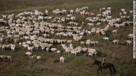 A herdsman pastures sheep on August 8, 2006 in Xilinhot of Inner Mongolia Autonomous Region, China. 