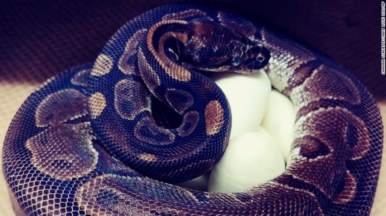 A ball python laid 7 eggs at the Saint Louis Zoo, even though she hasn't been around a male in years