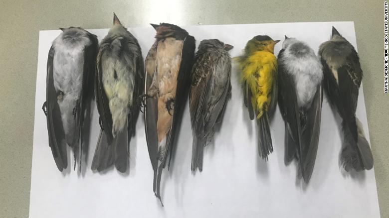 Hundreds of thousands of migratory birds have been found dead in New Mexico
