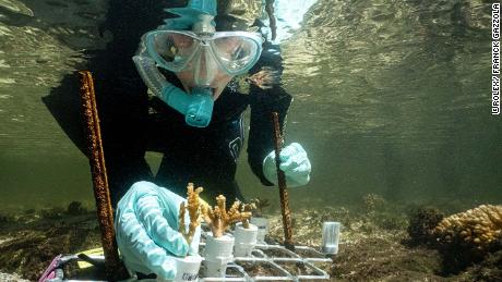 Marine biologist Emma Camp studying mangrove coral on Australia&#39;s Great Barrier Reef.