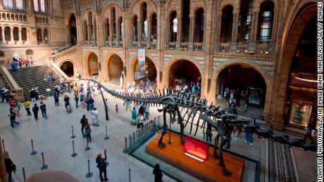 Towering dinosaur skeletons dominate natural history museums but it&#39;s tiny fossils, found trapped in amber, that have revolutionized paleontology in recent years. 