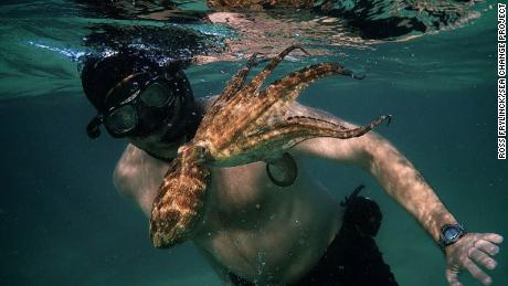 The incredible tale of a man who formed an unlikely bond with an octopus