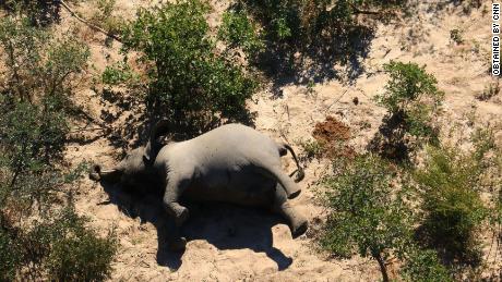 Giftstoffe im Wasser, die für den Tod von Hunderten von Elefanten in Botswana verantwortlich gemacht wurden 
