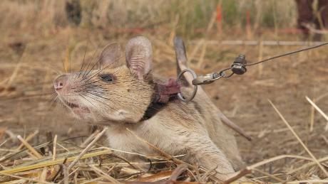 &#39;Hero rat&#39; wins gold medal from UK charity for hunting landmines