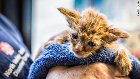 A kitten that looks like Baby Yoda was rescued from a California wildfire