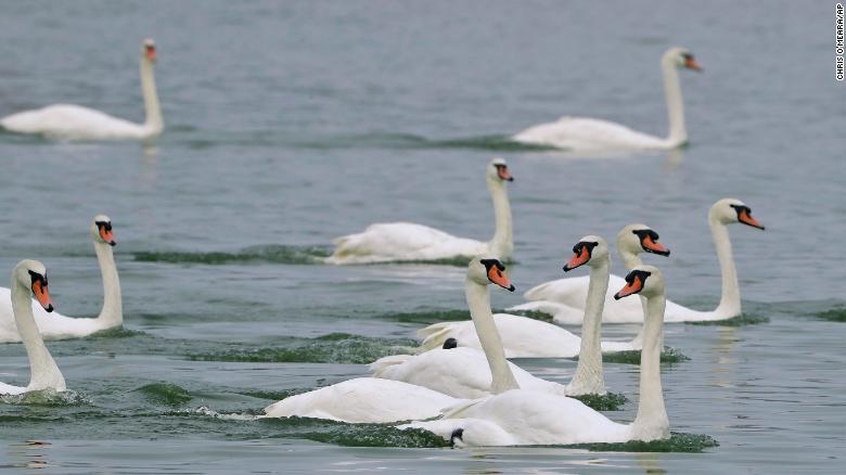 A Florida city is having a swan sale because it costs $  10,000 per year to feed them