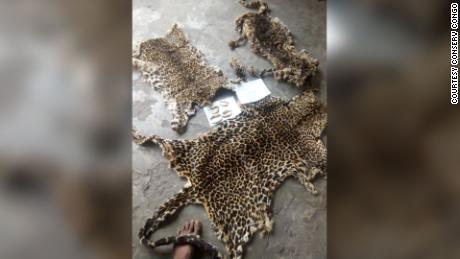 These leopard skins were confiscated from poachers in the Democratic Republic of Congo during the pandemic.