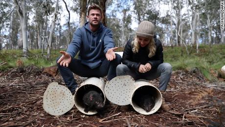 Die Schauspieler Chris Hemsworth und Elsa Pataky helfen dabei, Tasmanian Devils auf dem australischen Festland in die Wildnis zu entlassen. 

