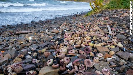 Large amounts of dead molluscs and other marine creatures were found onshore in the area of Khalaktyr beach.