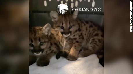 Oakland Zoo takes in two more mountain lion cubs rescued from a California wildfire
