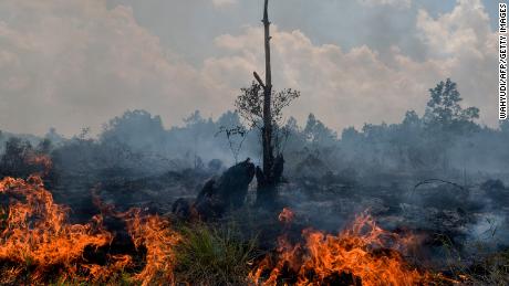 &lt;a href=&quot;https://www.cnn.com/interactive/2019/11/asia/borneo-climate-bomb-intl-hnk/&quot;&gt;Borneo is burning: How the world&#39;s demand for palm oil is driving deforestation in Indonesia&lt;/a&gt;