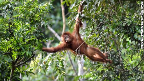 A young Sumatran orangutan swings on a tree at the Pinus Jantho Forest Reserve on June 18, 2019 in Indonesia.  