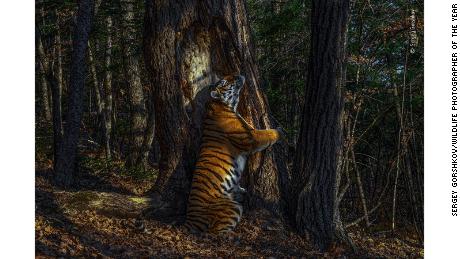 Wildlife Photographer of the Year winners revealed, with tiger image scooping top prize