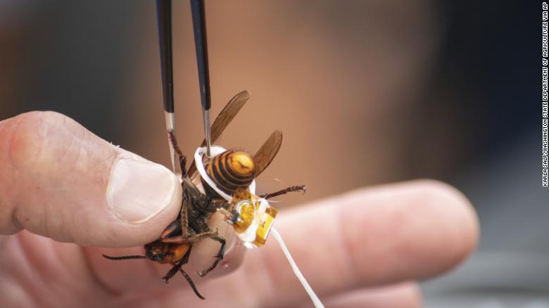 Second giant 'murder hornet' escapes after it was captured by scientists in Washington