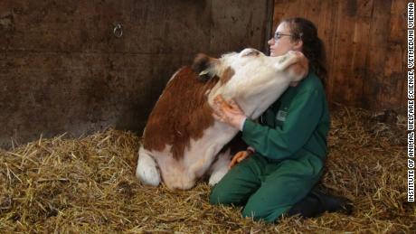 Cows prefer to co-moo-nicate in person, research suggests