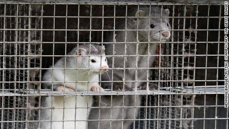 Coronavirus could drive the last nail into the mink fur trade