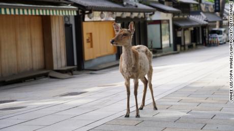 NARA, JAPAN - 2020/06/17: A sika deer walks on a footpath at the deserted Todaiji Temple.
The UNESCO World Heritage listed temple is reopened as the state of emergency has been completely lifted. Japan received an estimated 1,700 foreign travelers in May, the lowest since 1964 when the government started the survey. (Photo by Jinhee Lee/SOPA Images/LightRocket via Getty Images)