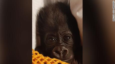 Tierpfleger werden versuchen, dem Baby zu helfen, sich zu akklimatisieren, indem sie Gorilla-Vokalisationen machen und es festhalten, während sie sich um es kümmern.
