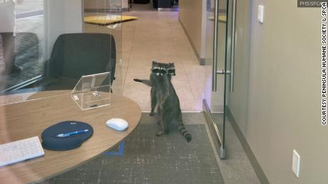 How a pair of raccoons (waarskynlik) broke into a bank
