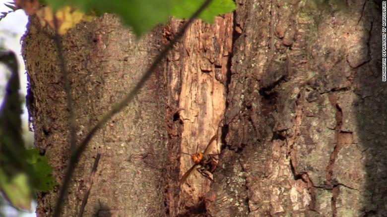'Murder hornet' nest found in Washington believed to be first in the US
