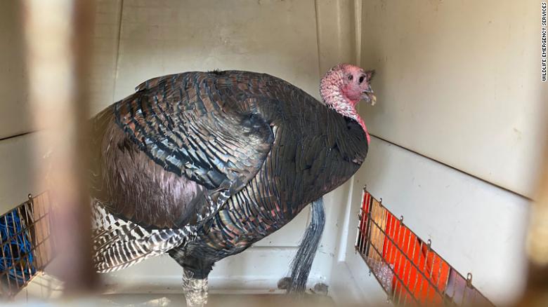 An aggressive turkey named 'Gerald' that terrorized an Oakland neighborhood is safely relocated