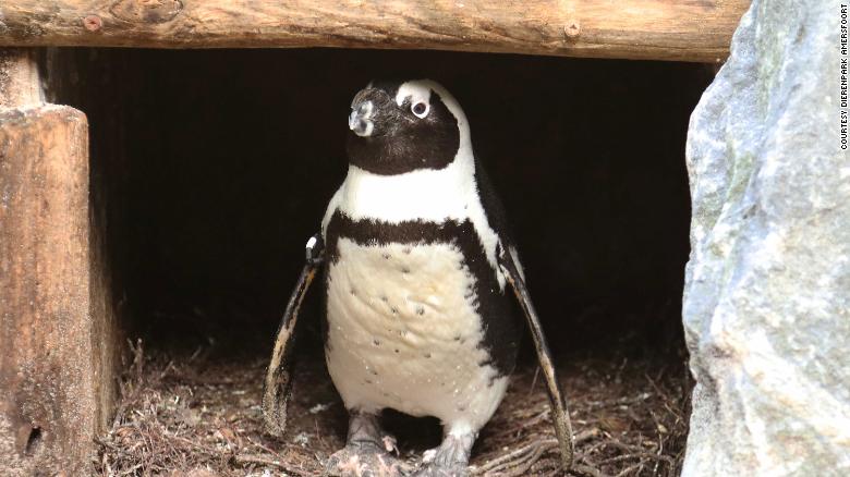 Drama at the zoo: Egg-napping male penguin couple steals the nest of a female penguin couple