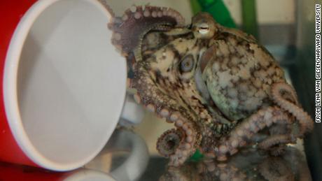 How octopuses taste their meals by touching them, según un nuevo estudio