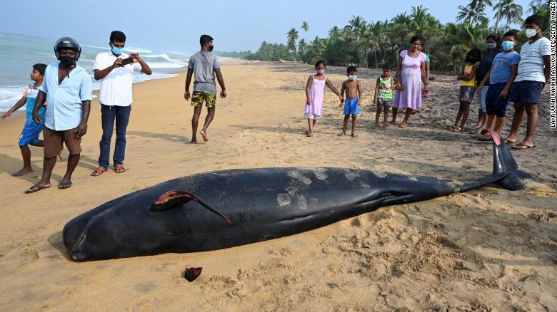 Sri Lanka rescues 100 beached whales after mass stranding