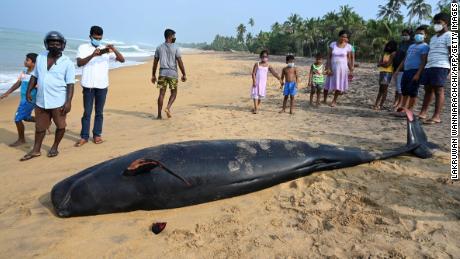 A dead pilot whale on a beach on Sri Lanka&#39;s western coast after the mass stranding.