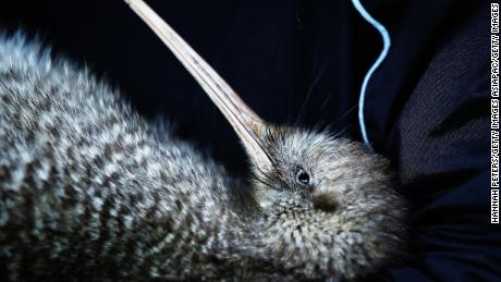 Neuseeland entdeckt 1.500 betrügerische Stimmen ... bei einer Vogelwahl