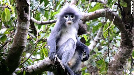 Scientists discover new endangered primate species, with only 260 left