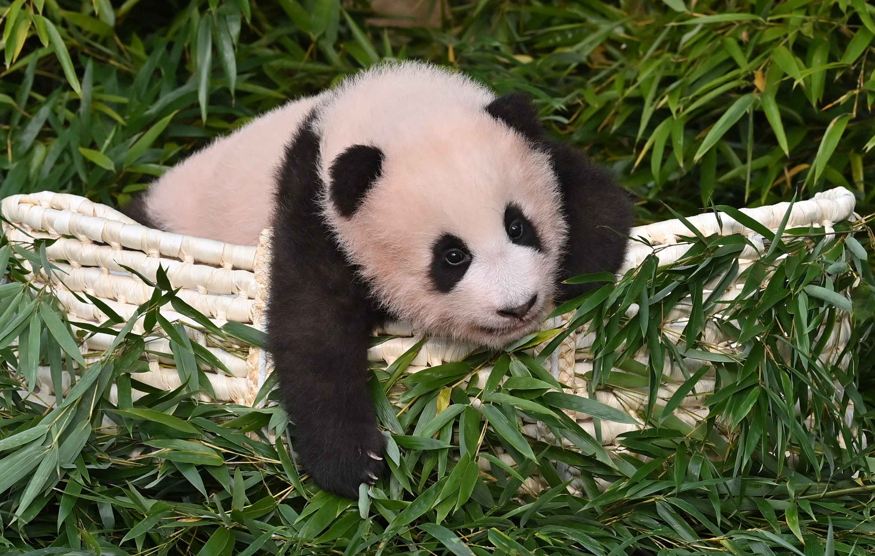 cute panda baby eating