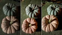 Pumpkins captured by the iPhone XR (left), iPhone 12 Mini (middle) and iPhone Pro Max (right) at night time. 